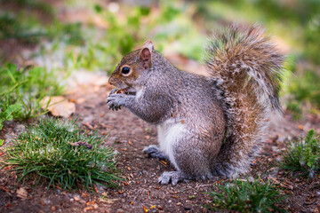 Friendly gray squirrel in a city park.