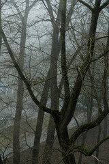Bare tree branches in a thick fog. Gloomy cloudy weather