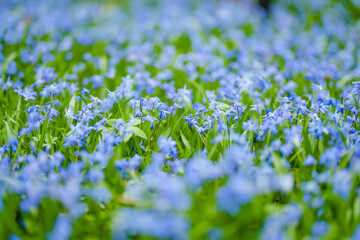 Scilla flowers blooming in the spring garden on the Alpine hill. Beautiful blue spring flowers on a...