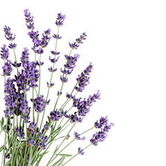 A bouquet of purple lavender on transparent background