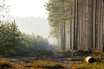 sun rays in the winter forest in the morning. sun streaks breaking through trees in a mixed,...