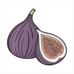 Fig fruit vector art illustration