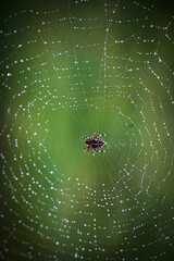 Web of wonders