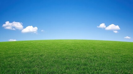 Fototapeta premium Serene Green Field Under a Blue Sky: A Peaceful Landscape