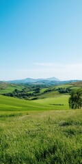 Fototapeta premium A beautiful, lush green field with a clear blue sky above. The field is full of grass and trees, and the mountains in the background add to the serene atmosphere