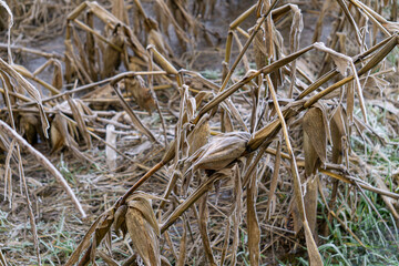 withered corn field. wasted, unharvested, forgotten crops. rotting winter corn in frost in the field. frozen water in the field. winter, frost, frost. farmland in winter.