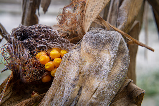 withered corn field. wasted, unharvested, forgotten crops. rotting winter corn in frost in the field. frozen water in the field. winter, frost, frost. farmland in winter.