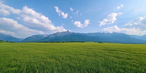 Obraz premium A large, open field with a clear blue sky and a few clouds. The sky is bright and sunny, and the field is lush and green. The scene is peaceful and serene