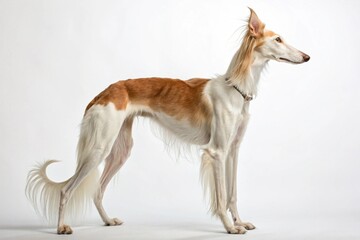 Obraz premium ibizan hound dog isolated on white background