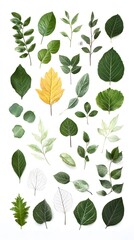 63. A crisp design of mixed green and dry leaves forming a natural pattern on white