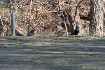 Bird rook perching and looking in early spring in city park. Crow with black feather and bare beak....