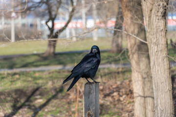 Bird rook perching and looking in early spring in city park. Crow with black feather and bare beak....
