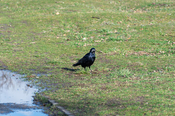 Bird rook perching and looking in early spring in city park. Crow with black feather and bare beak. Corvus frugilegus is species of genus corvus. Gregarious eurasian of passerine bird animals in wild.