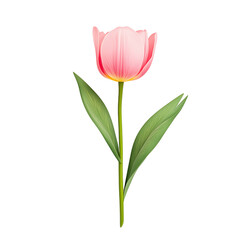 Fototapeta premium A vibrant pink tulip with green leaves stands elegantly, showcasing its delicate petals and fresh appearance.