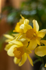 Daffodils in a glass jar placed on a wooden table with a green plant in the background on a sunny day indoors