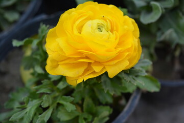 Yellow Rose in a Pot and Garden with Beautiful Blooms and Petals