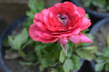 Beautiful pink rose blooming in a garden pot