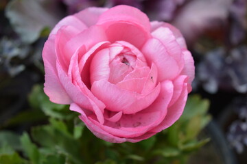 Beautiful pink rose blooming in a garden pot