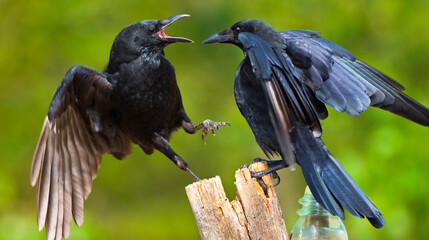 Obraz premium Carrion Crow, Corvus corone corone, Mediterranean Forest, Castile Leon, Spain, Europe