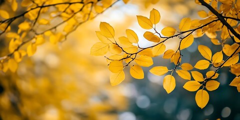 Obraz premium Autumn branches with golden yellow leaves in vibrant seasonal landscape : Generative AI