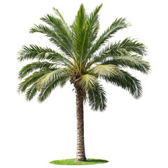 Obraz premium palm tree isolated on transparent background