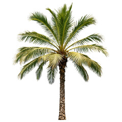 palm tree isolated on transparent background
