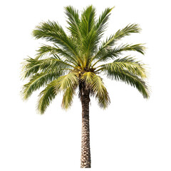 Obraz premium palm tree isolated on transparent background
