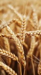 Closeup of Golden Wheat Stalks in a Sunlit Field for Agricultural and Nature Themes : Generative AI