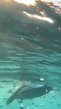 Adult male surfer swimming in the ocean. View from under the water.Vertical slow-motion video