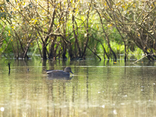 gadwall in the lake, Mareca strepera, green water surface, gray cute duck, gadwall swimming on the lake, reflection of trees in the lake, waves on the surface, beautiful light and pollen on the pond