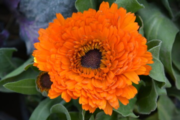 Orange dahlia and gerber daisy flowers blooming in a garden with vibrant petals and bright colors