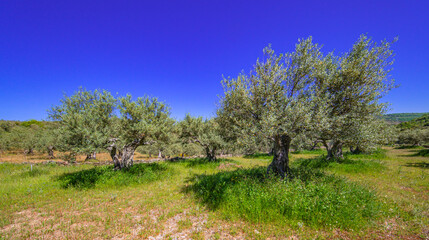 Olives Trees Plantation, Olea europea, Arribes del Duero Natural Park, SPA, SAC, Biosphere Reserve,...