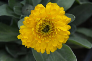 Bright yellow dahlia flowers blooming in the garden, surrounded by green plants