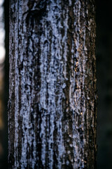 blurry abstract image with tree trunk. Vintage style