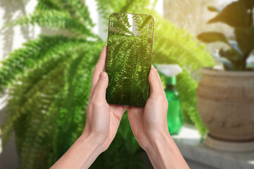 Woman taking photo of plant to recognize it using identifier application on mobile phone indoors,...
