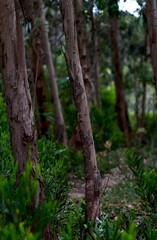 A close-up of the forested area. Wild trees. Forest landscape. Evergreen trees. Survival. Cover. Postcard. Picture. Background. Bokeh.