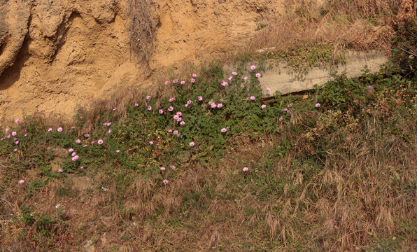 Carpobrotus rossii Mesembryanthemum is succulent coastal groundcover plant of family Aizoaceae. Succulent plant that grows among rocks, stones, sea sand in summer. delicate pink flowers