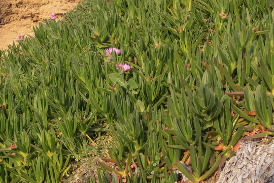 Carpobrotus rossii Mesembryanthemum is succulent coastal groundcover plant of family Aizoaceae. Succulent plant that grows among rocks, stones, sea sand in summer. delicate pink flowers
