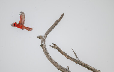Male northern cardinal is a blur of motion as it takes off from a dead tree.