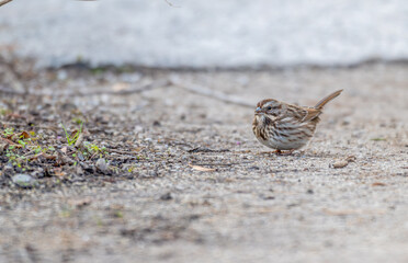 Song sparrow perches on a gravel path.