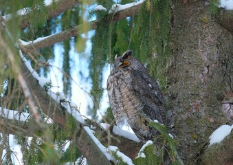 long-eared owl on a tree