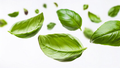 Obraz premium Fresh basil leaves flying in the air isolated on white background. Organic and healthy product.