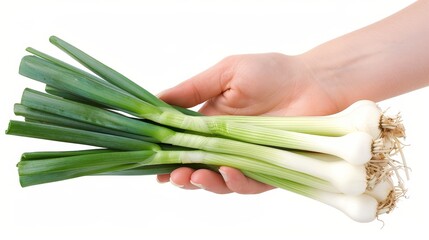 fresh leek vegetable in a human hand grip
