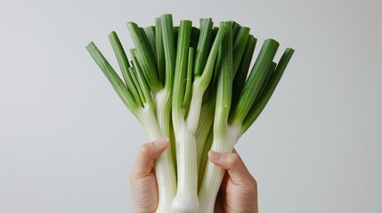 a human hand holding leek against a clean white background