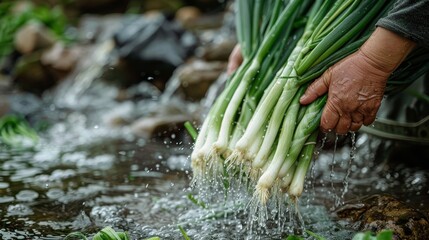 someone washing fresh leek in the river