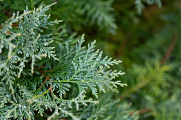 Thuja occidentalis close-up. Green thuja tree branches, background.