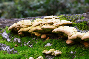 Laetiporus Sulphureus Bracket Fungus growing on a tree in springtime