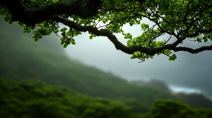 Fototapeta premium Lush Green Tree Branch Over Misty Hills