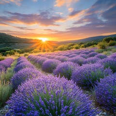 Obraz premium Picturesque Lavender Field with Vibrant Sunset Sky and Serene Countryside Landscape