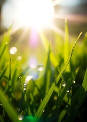 Beautiful water drop sparkle in sun on grass in sunlight macro spring fresh juicy green grass in droplets of morning dew outdoor copy space amazing dreamy romantic image of purity of nature bokeh gree